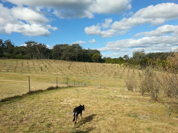 chef_jamie_ryan's tweet photo. The life of a truffle dog! @Hunterchefs #trufflehunt http://t.co/NXMUY6yr0P
