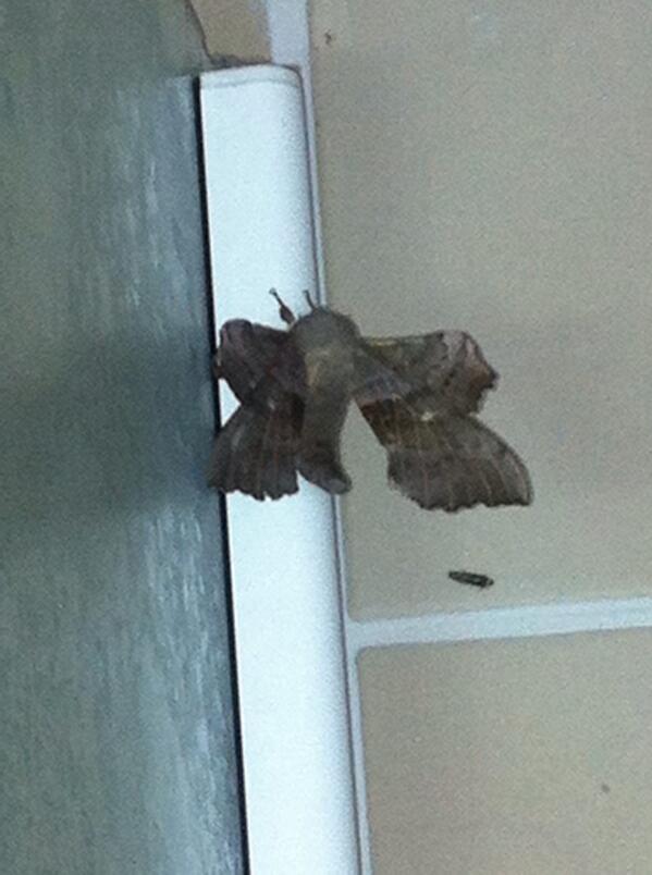 sam_halewood's tweet photo. “@Machalewood: Don't know what the fuck this is but it's joined me in the shower wtf http://t.co/zK9DUd1oAJ” I would have shit and cried
