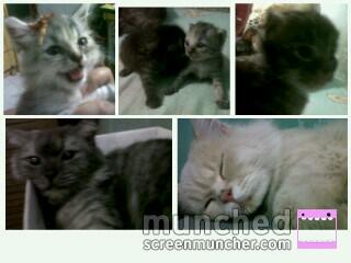 sellapuss's tweet photo. Kangen puss ku :'((( http://t.co/2A7Nmco470