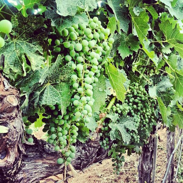 Our version of Monday coffee #dunnvineyards #howellmountain #napavalley #vineyards #grapes #mondayproblems