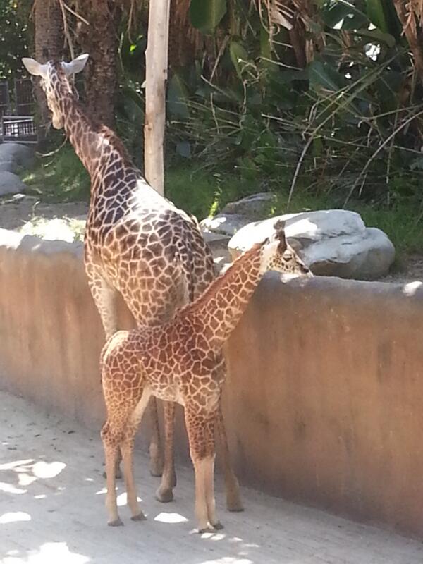 ExcelWords's tweet photo. Baby giraffe. Are you kidding me? How cute! http://t.co/FZAlaaKveD