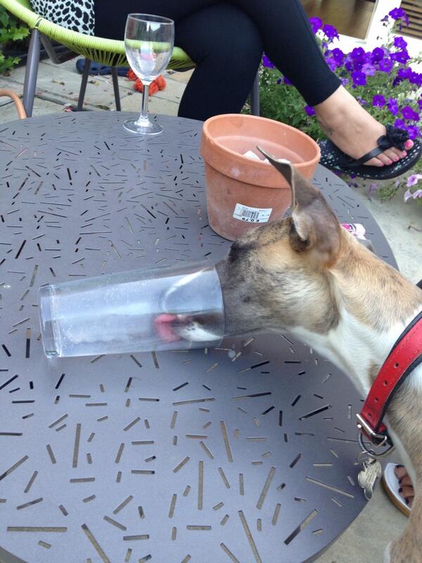 cuthbertwhippet's tweet image. my mummy let me finish off her milkshake