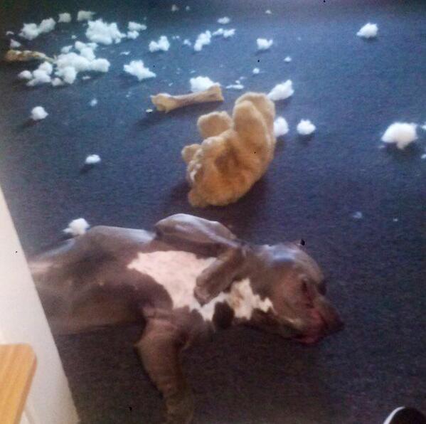 TATTOOPAPERROCK's tweet photo. My baby Matrix has a temper #PitBull #dog http://t.co/mFm76mn5uT