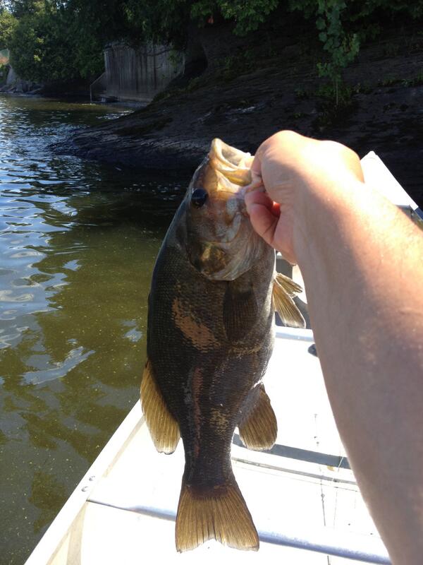 tacklepost's tweet image. Nice day out on Champlain. Bunch of little footballs swimming around. #smallmouth #bass