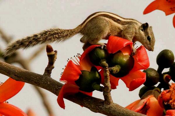 Manoj Pandey (@pandeymanoj006) on Twitter photo 