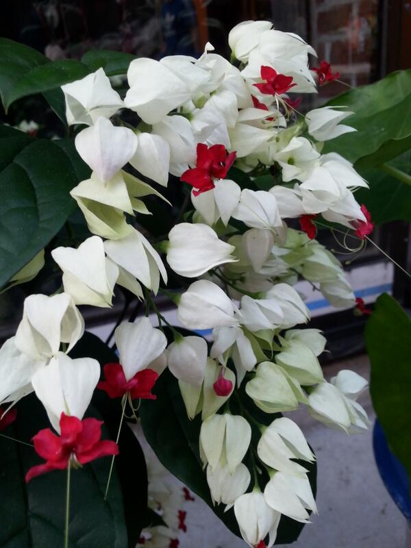 임진동백꽃 (@teayang603) on Twitter photo 