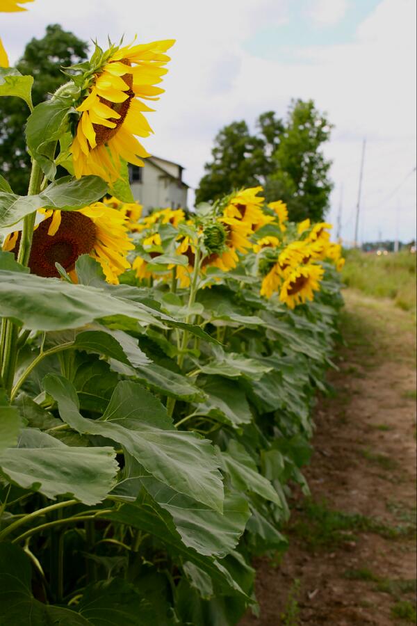 JKPhoto1's tweet photo. Gorgeous sunflowers! #sotall #cool #yellowness http://t.co/uwud9YuMJX
