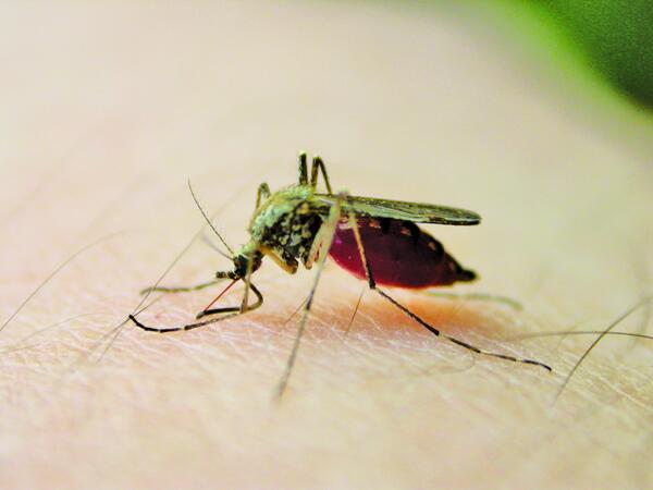 Beware of the mosquito with white stripes on its legs
mb.com.ph/Lifestyle/Well…
