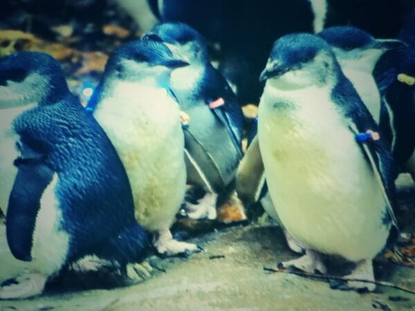 TimoUffen's tweet photo. Naar aquarium geweest!!! http://t.co/7Sr55EYy17
