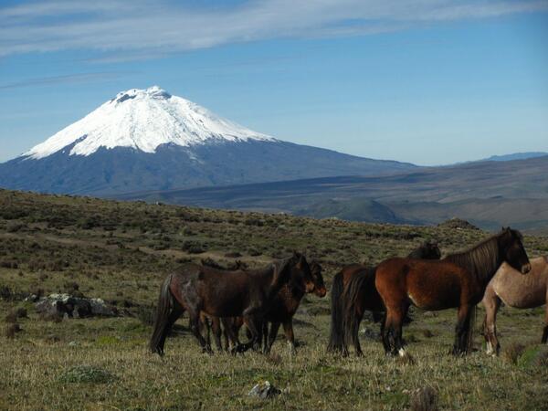 analuisalozano's tweet image. "@FotoEcuador: Bella mañana en el parque nacional Cotopaxi #FotoEC http://t.co/9T6JsKoazE" &amp;gt;&amp;gt; my stunning country! #aparadise