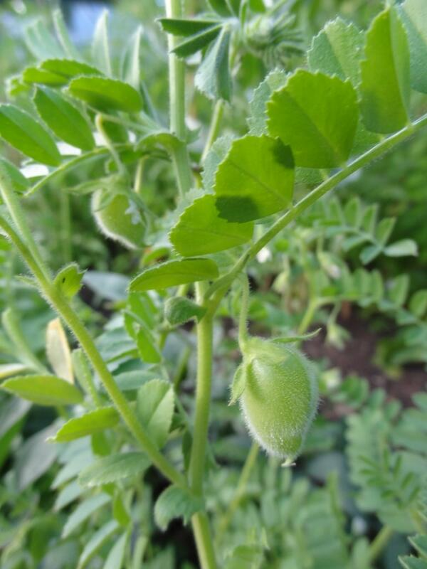 gardeneroftoms's tweet photo. @Botanygeek how big do I have to leave them until I eat? http://t.co/lt3zBgBbiY