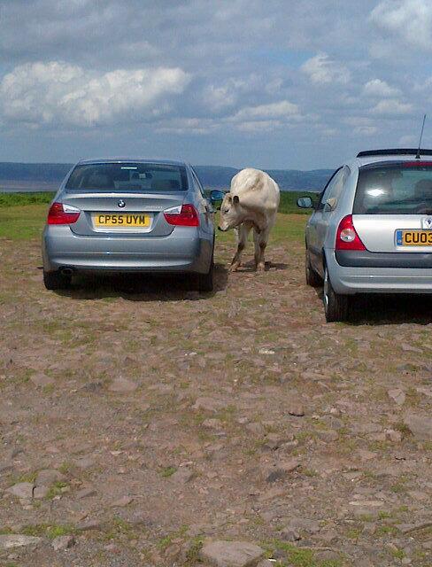 welshdenise1971's tweet photo. @mamadragonz @amandag1973. I think the cow has lost his keys ha ha http://t.co/6V1p4qhHt8