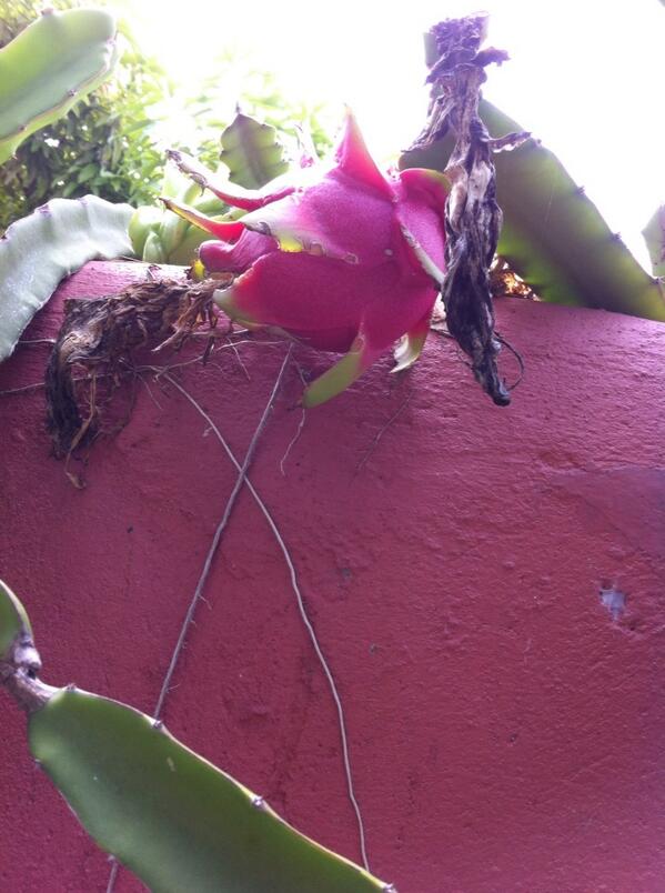 amarantobb tweet media