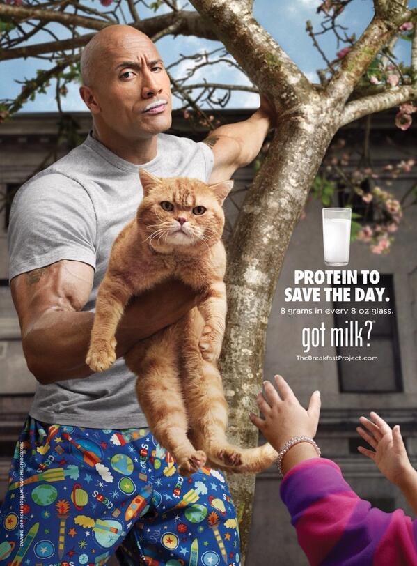 TheRock's tweet image. Drink milk. Get protein. Save world. 
All before 8am. @MilkMustache #UngratefulKitty #RockTheStache