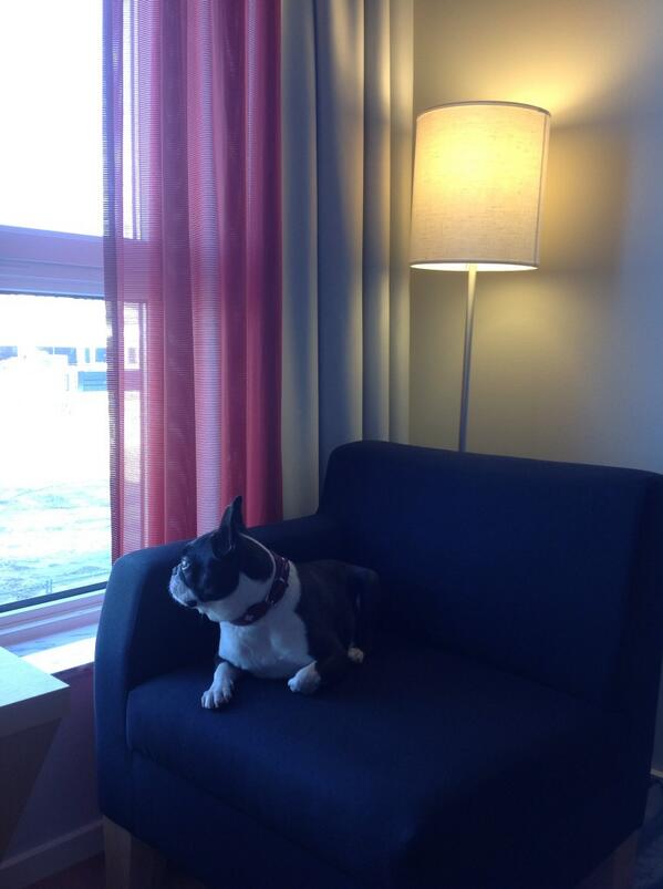grahamjwpollard's tweet image. Kiki #BostonTerrierModel takes in the view and #Loves #DogFriendlyHotel @ParkInnMalmo