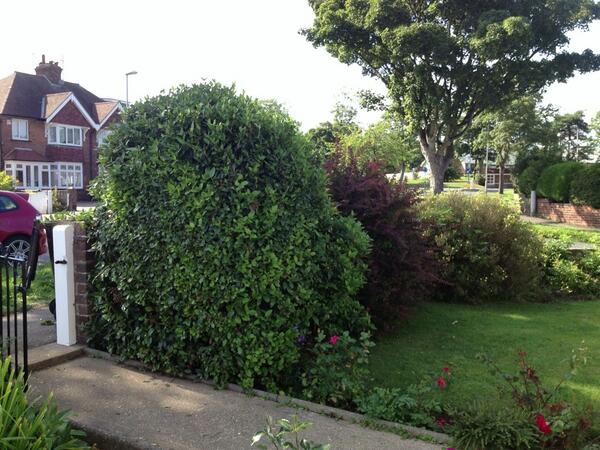 wilb1986's tweet image. Don't think @franlight1 has anything on me #hedgetrim #potential