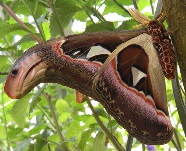 Conscious_Rebel's tweet photo. Butterfly's wing looks like a snake head to ward off predators. #Amazing http://t.co/BgwAvIdM57