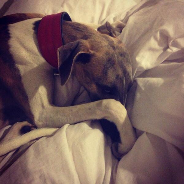 cuthbertwhippet's tweet image. mum woke me up, i&apos;m still soo sleepy!