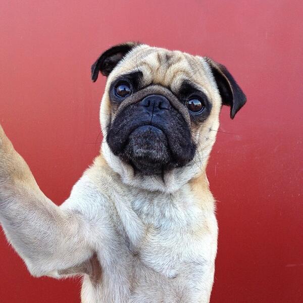 Happy friendship day @pianofaulty “<a href="/innocentdrinks/">innocent holding</a>: Contrary to popular belief, pugs take amazing selfies ”