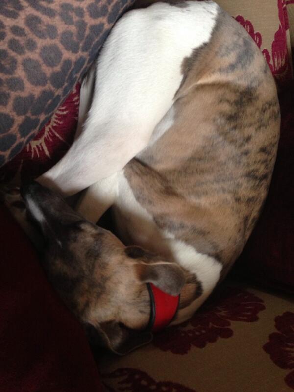 cuthbertwhippet's tweet image. the work van has broken down, so back to sleep i go!