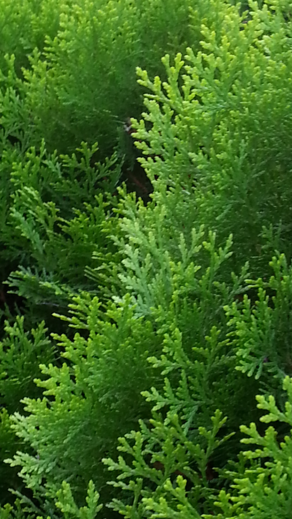 임진동백꽃 (@teayang603) on Twitter photo 