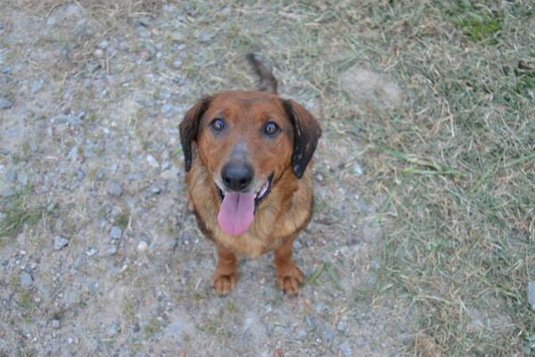 ProtectoraMoura's tweet photo. Gorda fue rescatada de una casa donde malvivia en condiciones lamentables,Es muy buena y necesita un hogar . http://t.co/MDXxLZAzrj