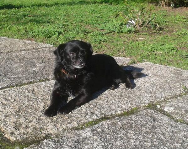 ProtectoraMoura's tweet photo. TARA fue encontrada en el monte junto con otra perrita,es cariñosa y mimosa se lleva bien con otros perros . http://t.co/DSUOrV1Vin