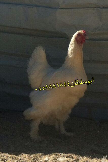 saaaad85 tweet picture