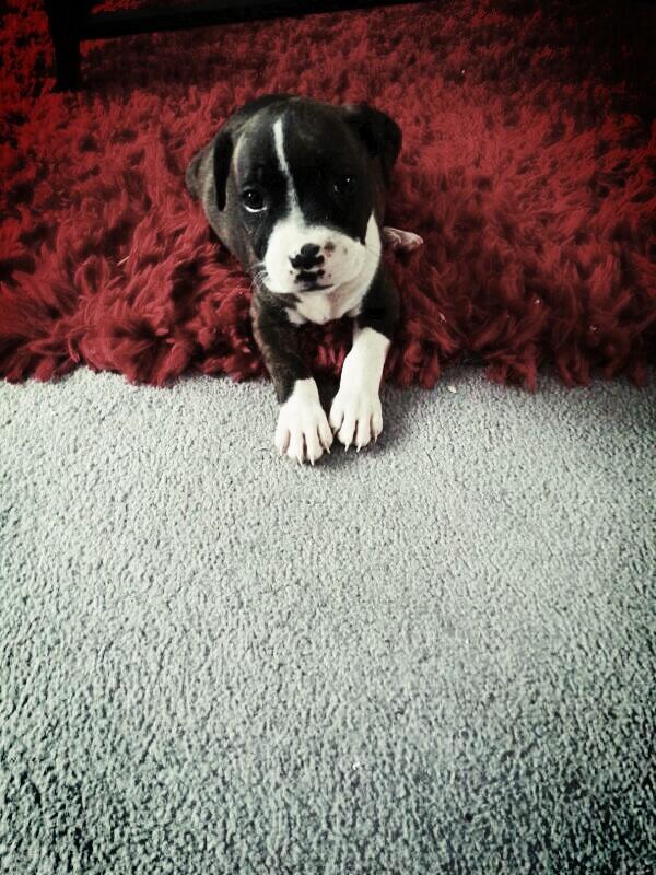 tuckarado's tweet photo. R fergie #newest addition to the family http://t.co/xzjN3sRBzO