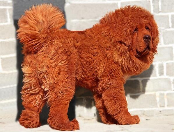A Red Tibetan Mastiff puppy is the world's most expensive dog and sold for £1 million pounds.