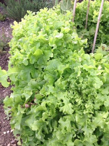 GreenWoodPro's tweet photo. Our home grown lettuce has been amazing this year. Can't remember when I last bought one. #growyourown http://t.co/fzUTLC8csD