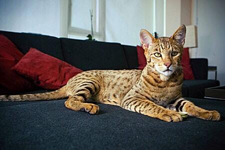 The worlds most expensive cat costs £12,000!
