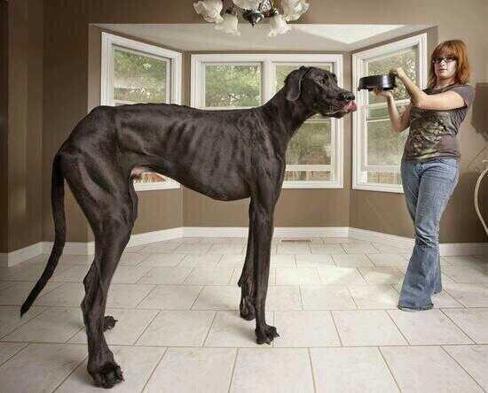 tonto dividir Perenne Mundo Animal on Twitter: "Zeus, registrado como el perro más grande del mundo hasta la historia. http://t.co/hb1ttrft1S" / Twitter tonto dividir Perenne Mundo Animal on Twitter: "Zeus, registrado como el perro más grande del mundo hasta la historia. http://t.co/hb1ttrft1S" / Twitter