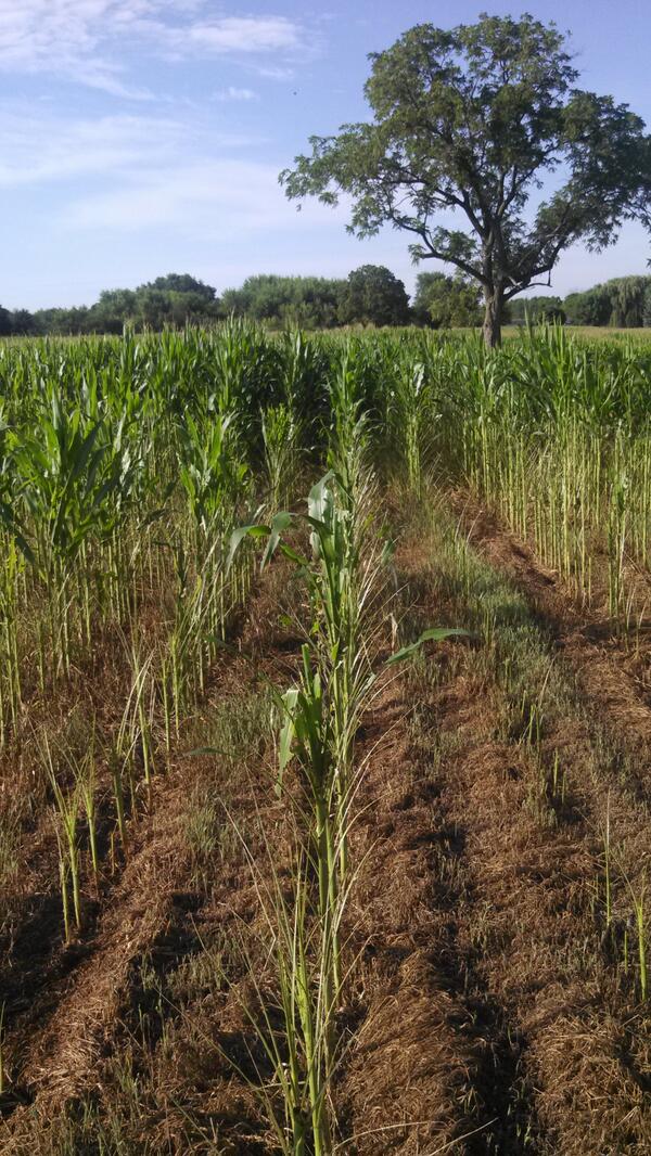 Scout fields for armyworm. We have had corn and alfalfa with serious damage.