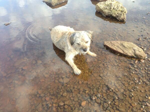 another nice day in slaithwaite. local dog Hamish sits down in the water rather than paddling or swimming!