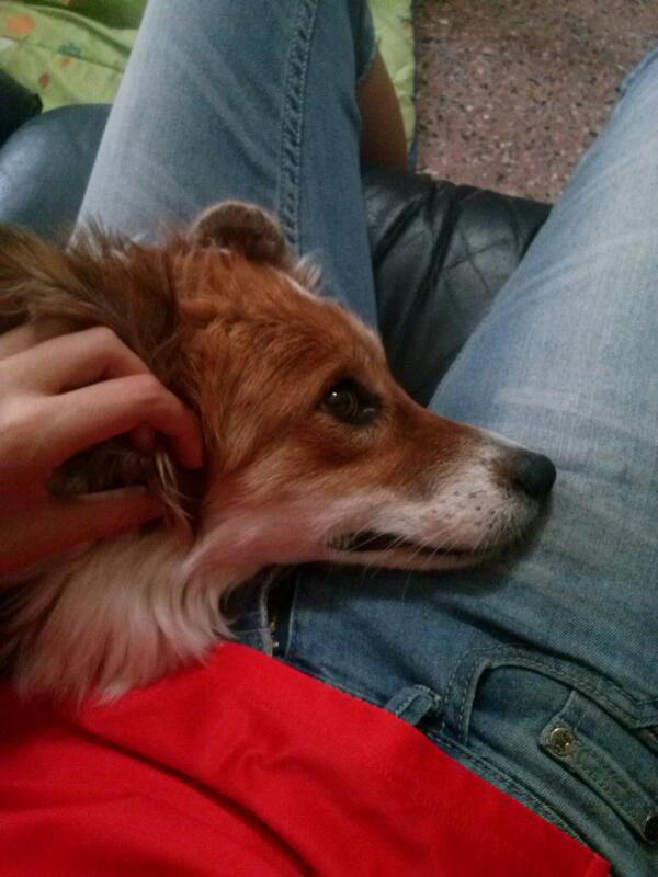 themimisfive's tweet photo. ¿Alguien que se pueda quedar a esta princesita dos semanas? http://t.co/Dw15KOWGt8