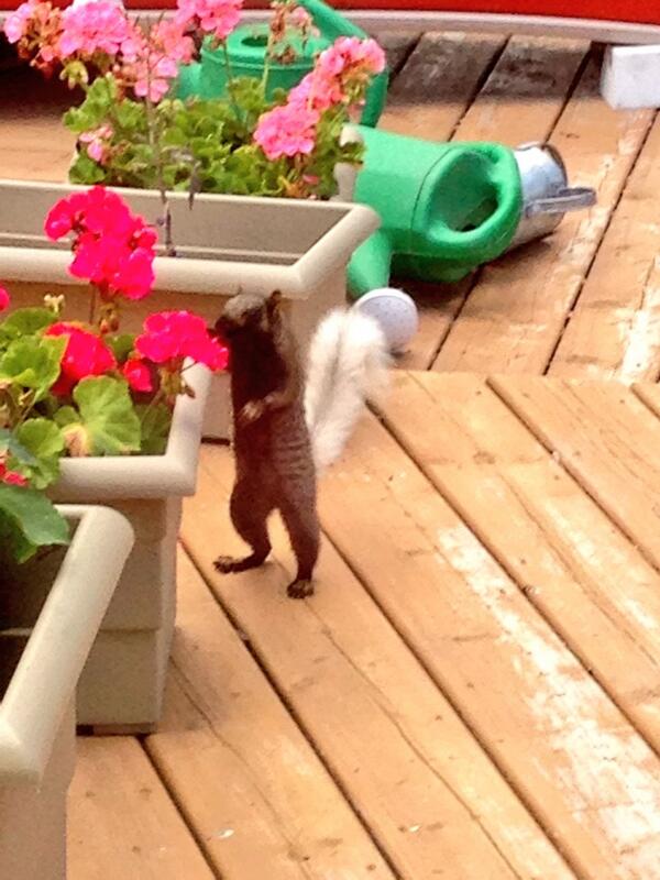 curtschroeder's tweet photo. @JC_Garden    A Red Squirrel with black abdomen and white tail. Could be a hybrid. On my deck in Whitmore Park. http://t.co/MV2uZuFVMO