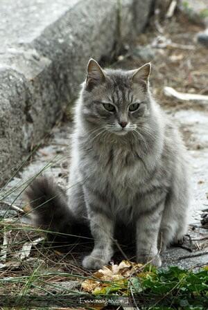 RP_Shadow's tweet image. Jetpaw))