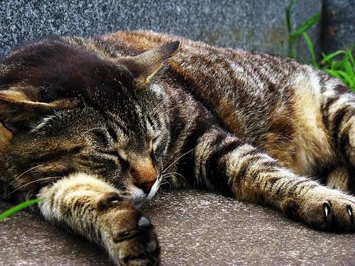 RP_Shadow's tweet image. Crookedfur))