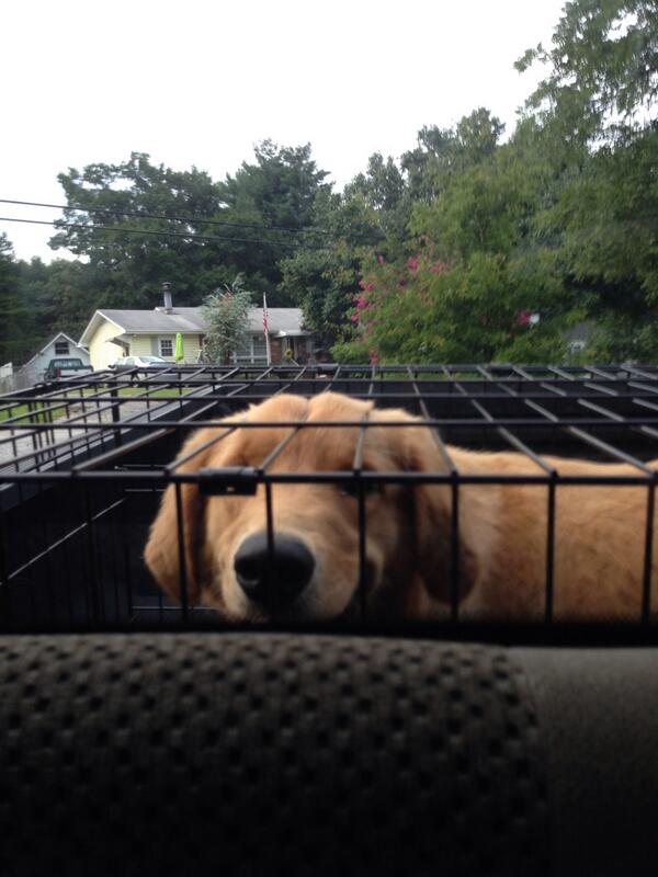 dawwsonn's tweet photo. off to doggy camp in anderson! http://t.co/2DWg74ZSQo