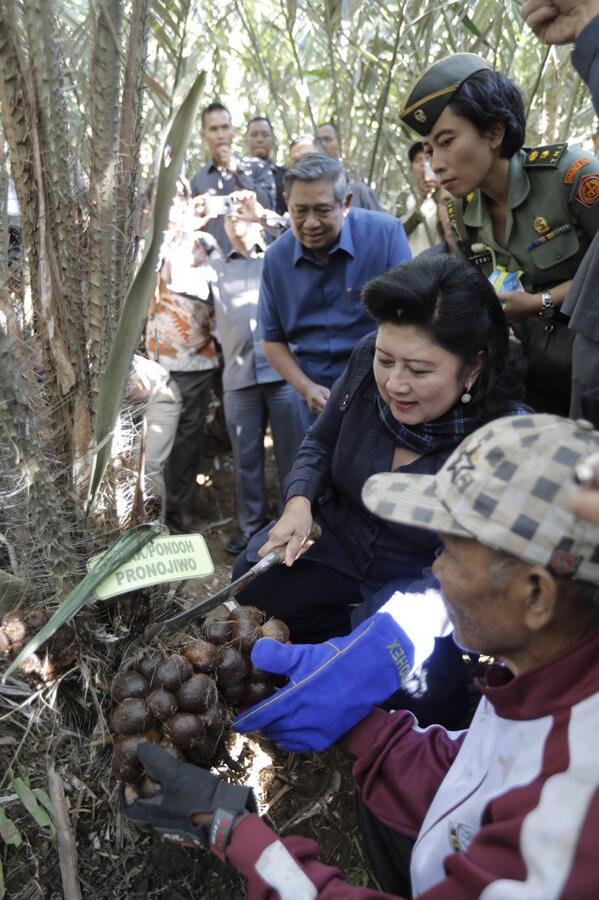 SBYudhoyono's tweet photo. Di Desa Sumberurip, Kec. Pronojiwo, Presiden SBY &amp; Ibu Ani panen salak "Pronojiwo" &amp; dialog dgn para petani salak. http://t.co/KIbTX2Mh30