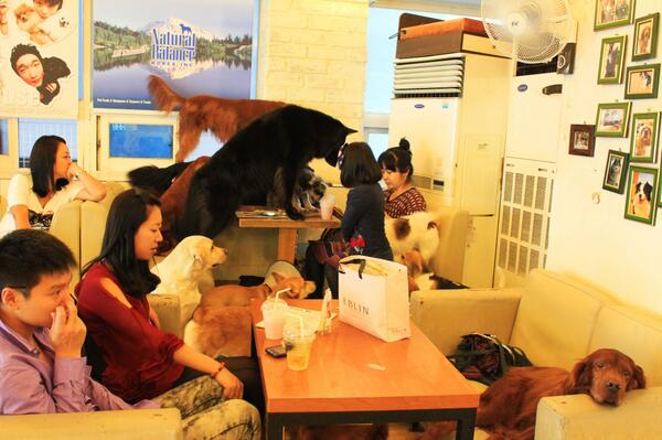 Рестораны можно с собакой. Собачье кафе в Корее. Собачье кафе в Японии. Кафе с собаками Япония. Кафе для собак в Корее.