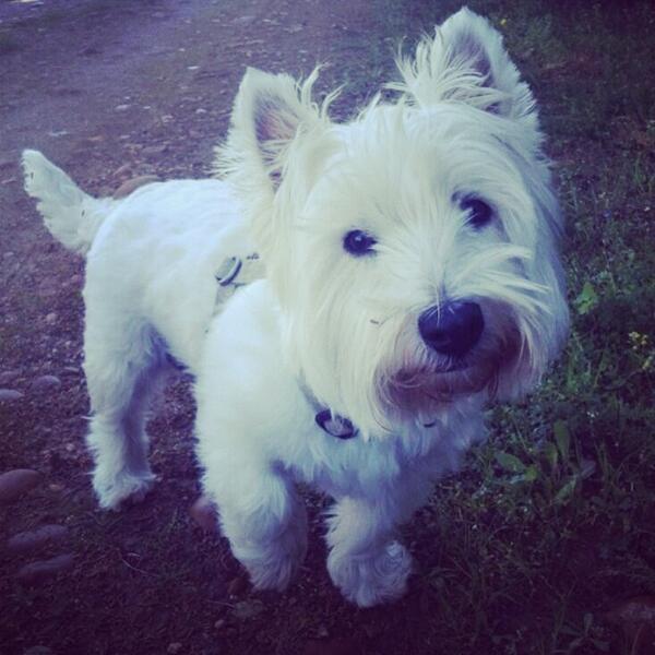 West_Highland_'s tweet photo. Happy Wednesday :-) #Bounty #Westie #WestHighlandTerrier #WestHighland #WestHighlandWhiteTerrier @MunierTeddy http://t.co/bhYReVJQk5