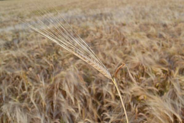 We are around 3 weeks off harvest. Outlook looks good 4 crop. Hearing more favourable commentary from our UK cousins
