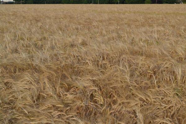 Attached are a couple of pics of spring barley taken by John Lancaster on his way home to the SE of Ireland.