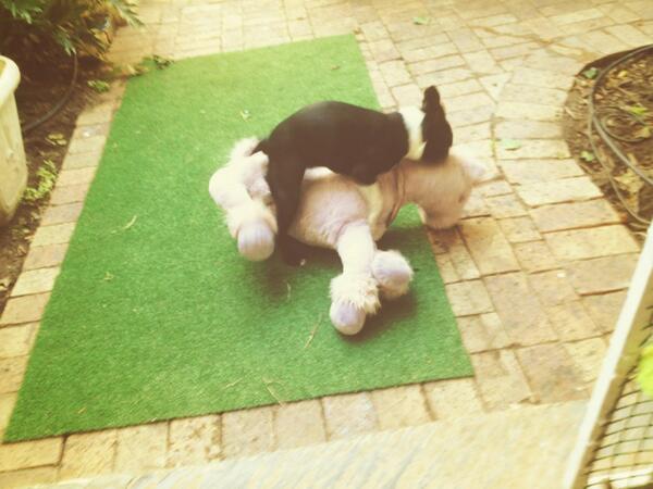 #HappyHumpDay Be glad you're not a stuffed unicorn. <a href="/WorksKak/">Work's Kak</a>