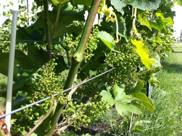 De bloei is vorige week geëindigd, de vruchtontwkkeling is in volle gang!