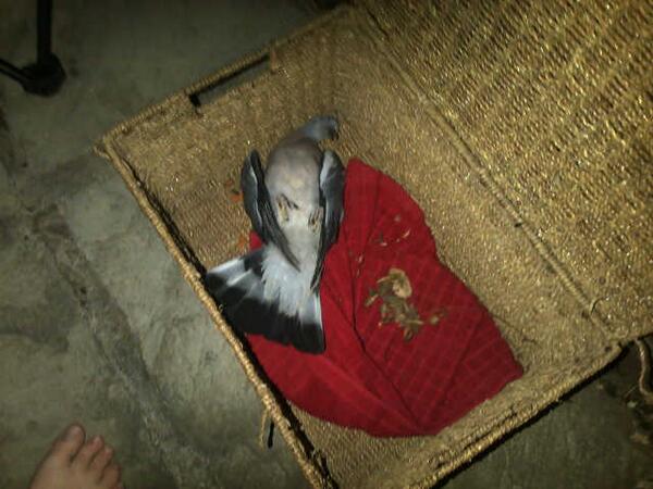connie_bennett3's tweet photo. rip jazzy @issieandrews @feebiepotts http://t.co/1vweOPhjVs