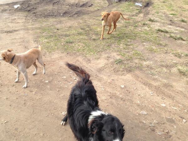 vaaglobal's tweet photo. @BethinioRs perro man! perro!!! http://t.co/mgm7BEsQtB