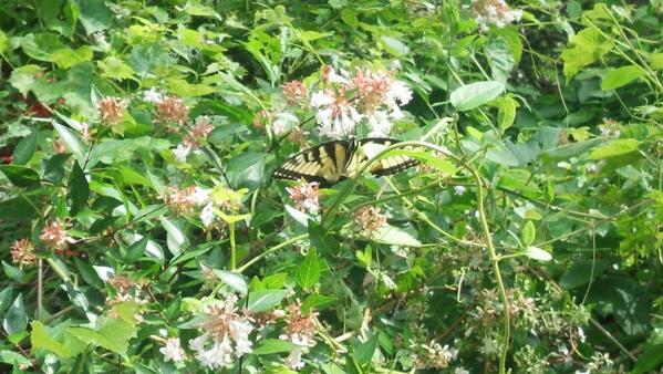 ChickPeaChild's tweet image. A beautiful butterfly in Chick Pea's Secret Garden today!